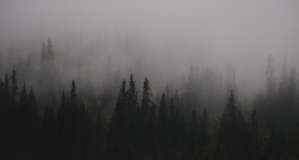 Photo Troll forest