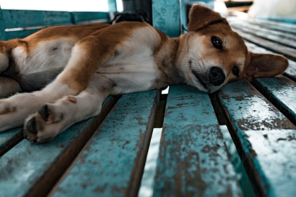 Photo Dog commands: Norwegian