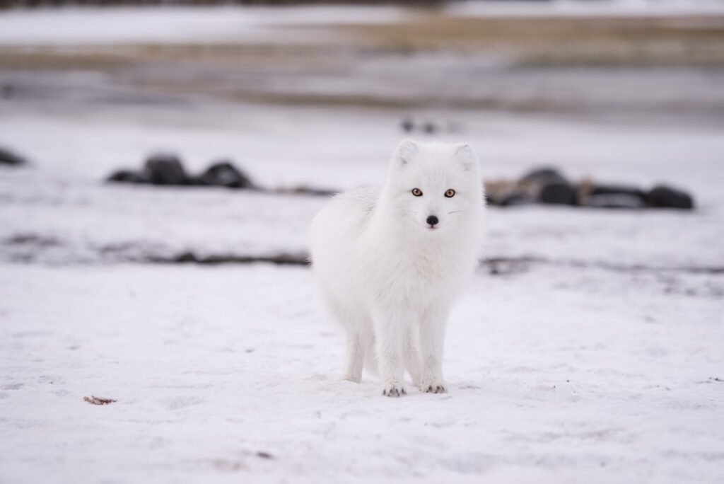 Photo Arctic fox