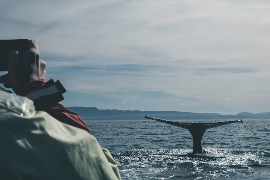 Photo Whale watching