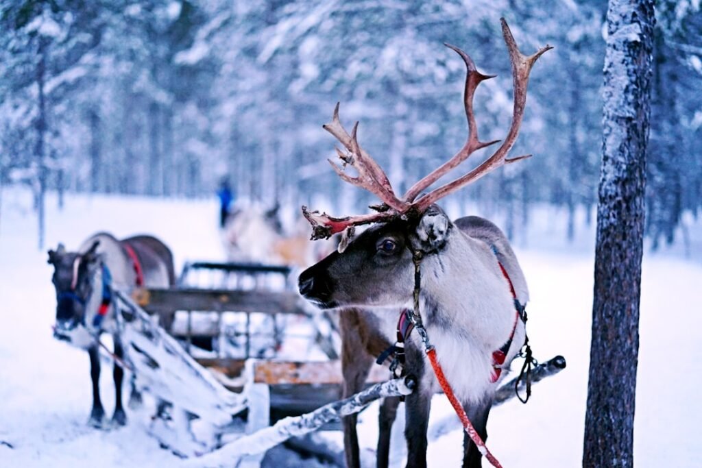 Photo Sami reindeer herder