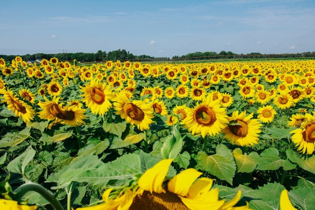 Photo Flower field