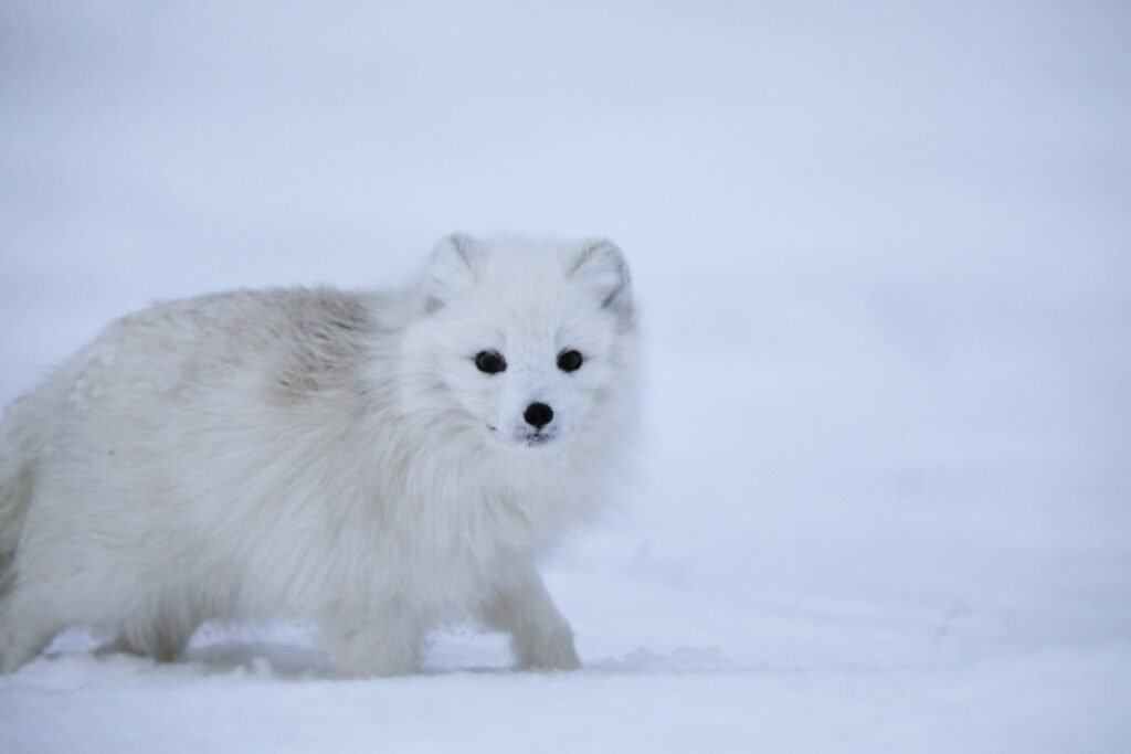Photo Arctic Fox
