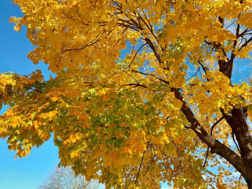 Photo "Worldwide" and "Comprehensive"